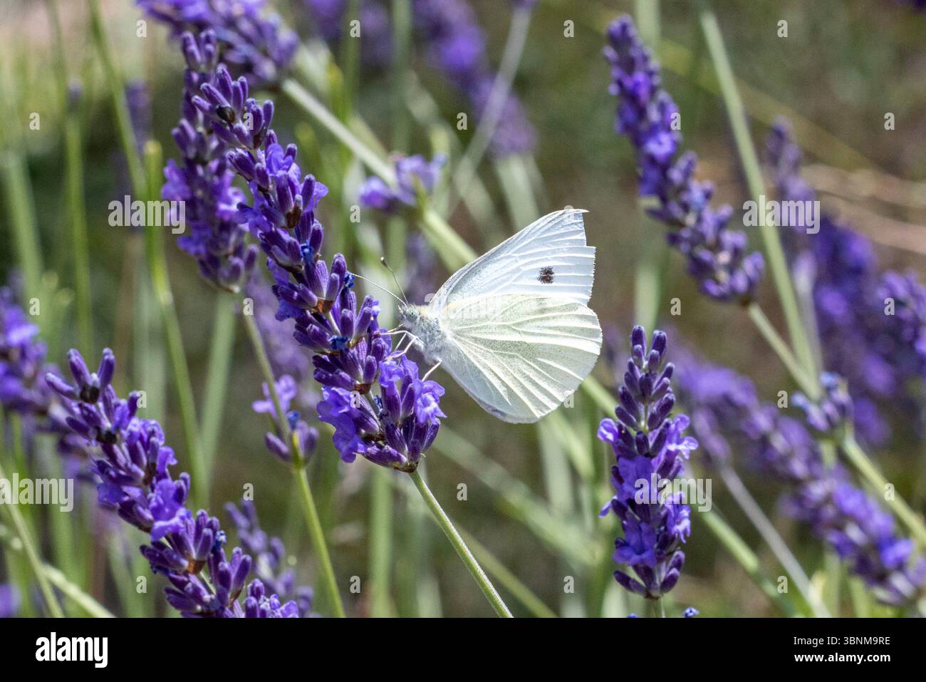 Pieris rapae in flight hi-res stock photography and images - Alamy
