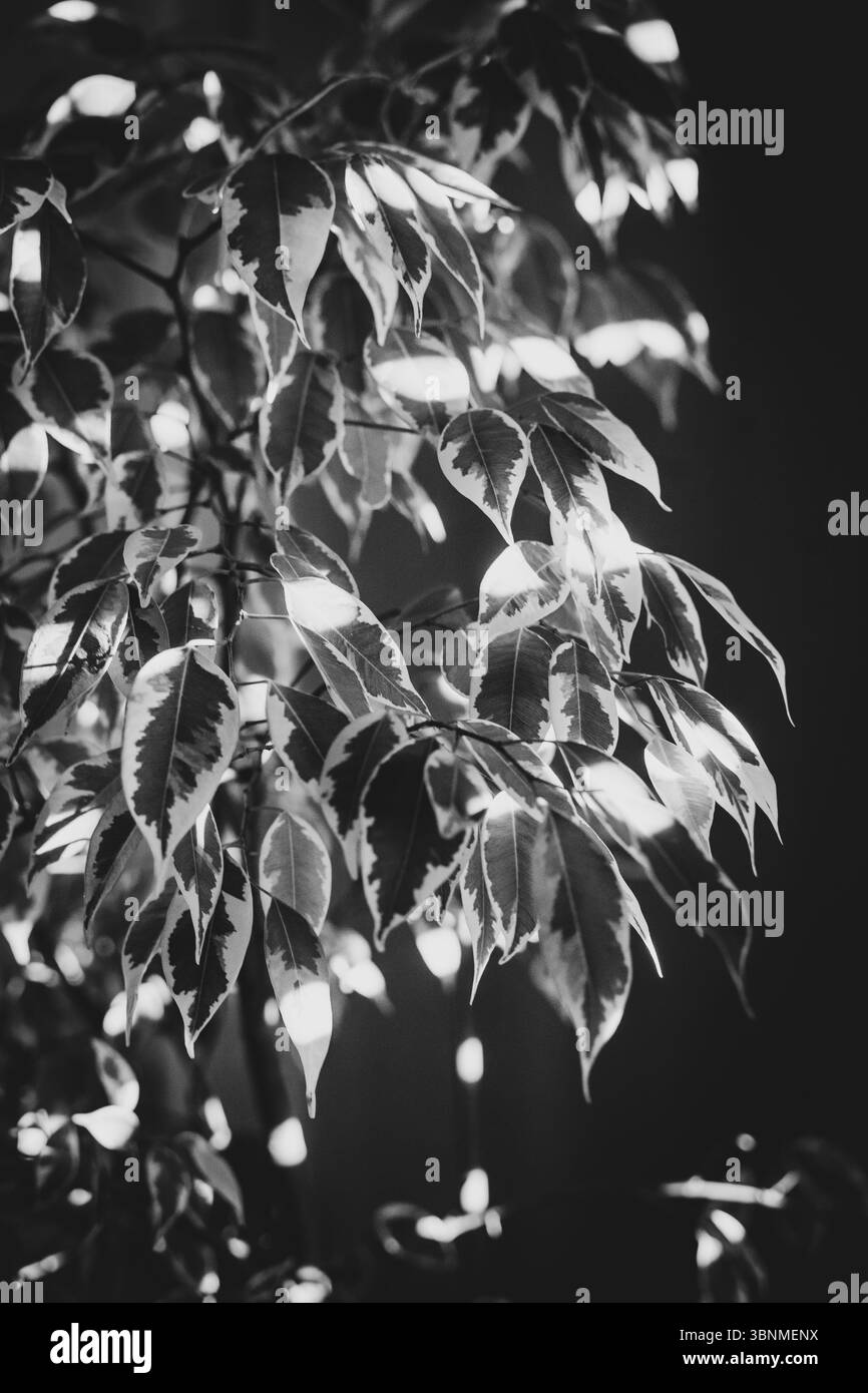 Helle und dunkle linien hi-res stock photography and images - Alamy Helle und dunkle linien hi-res stock photography and images - Alamy