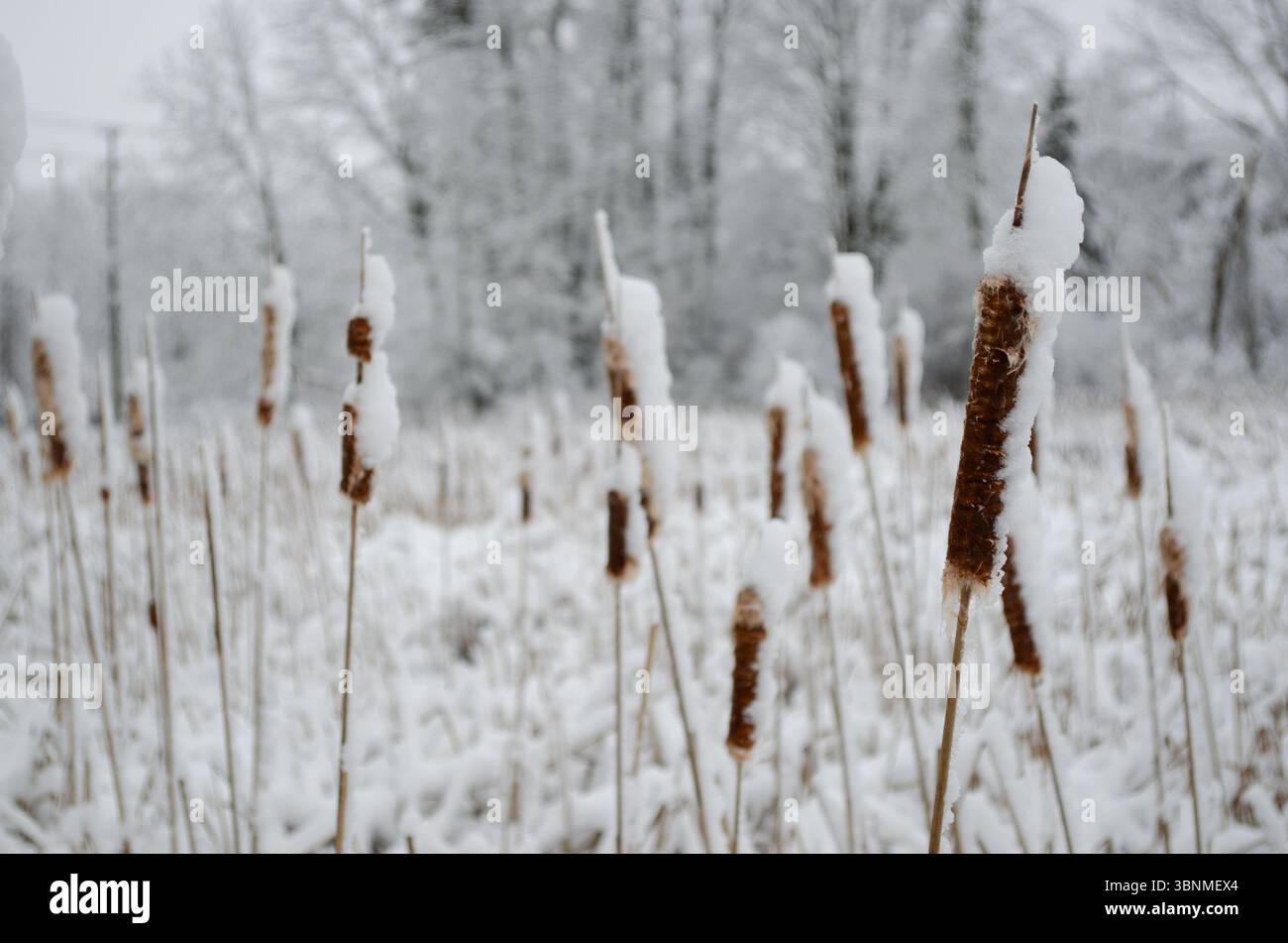 Close-up of Ice covered cattails and out of focus  trees in the background under a gray December sky Stock Photo