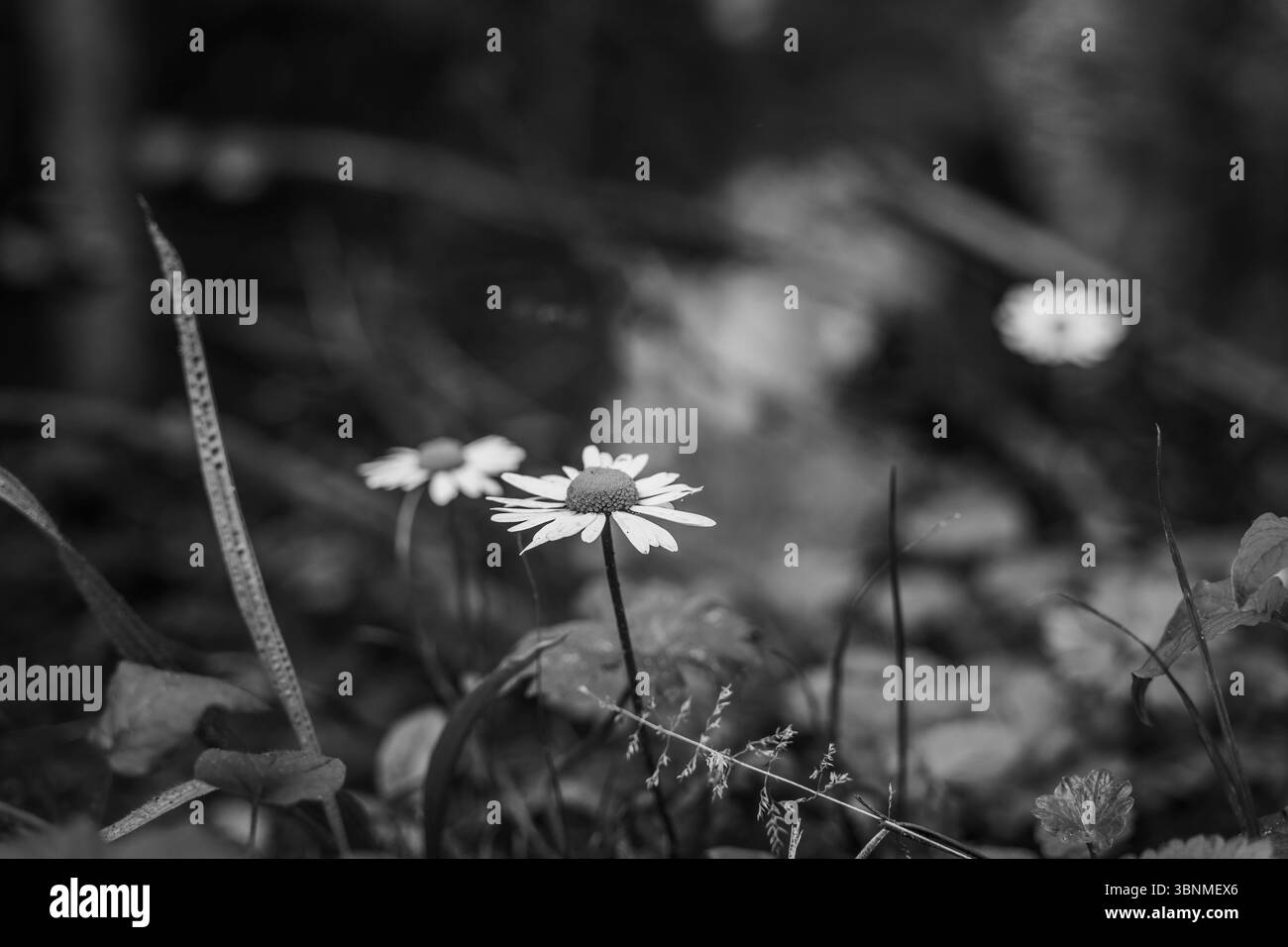 Die Blumen am Wasser Stock Photo
