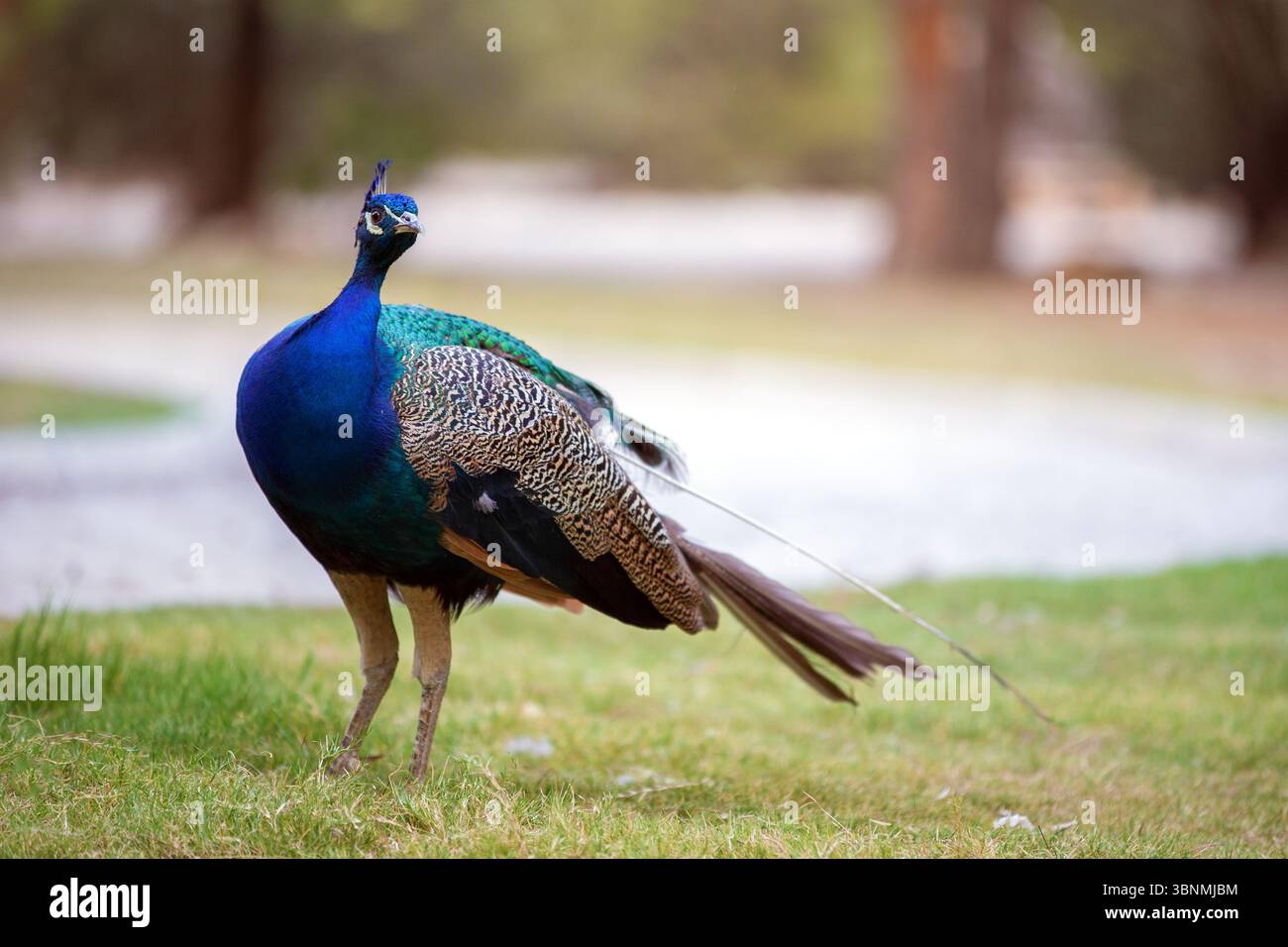 A blue and green peacock walks on the grass Stock Photo - Alamy