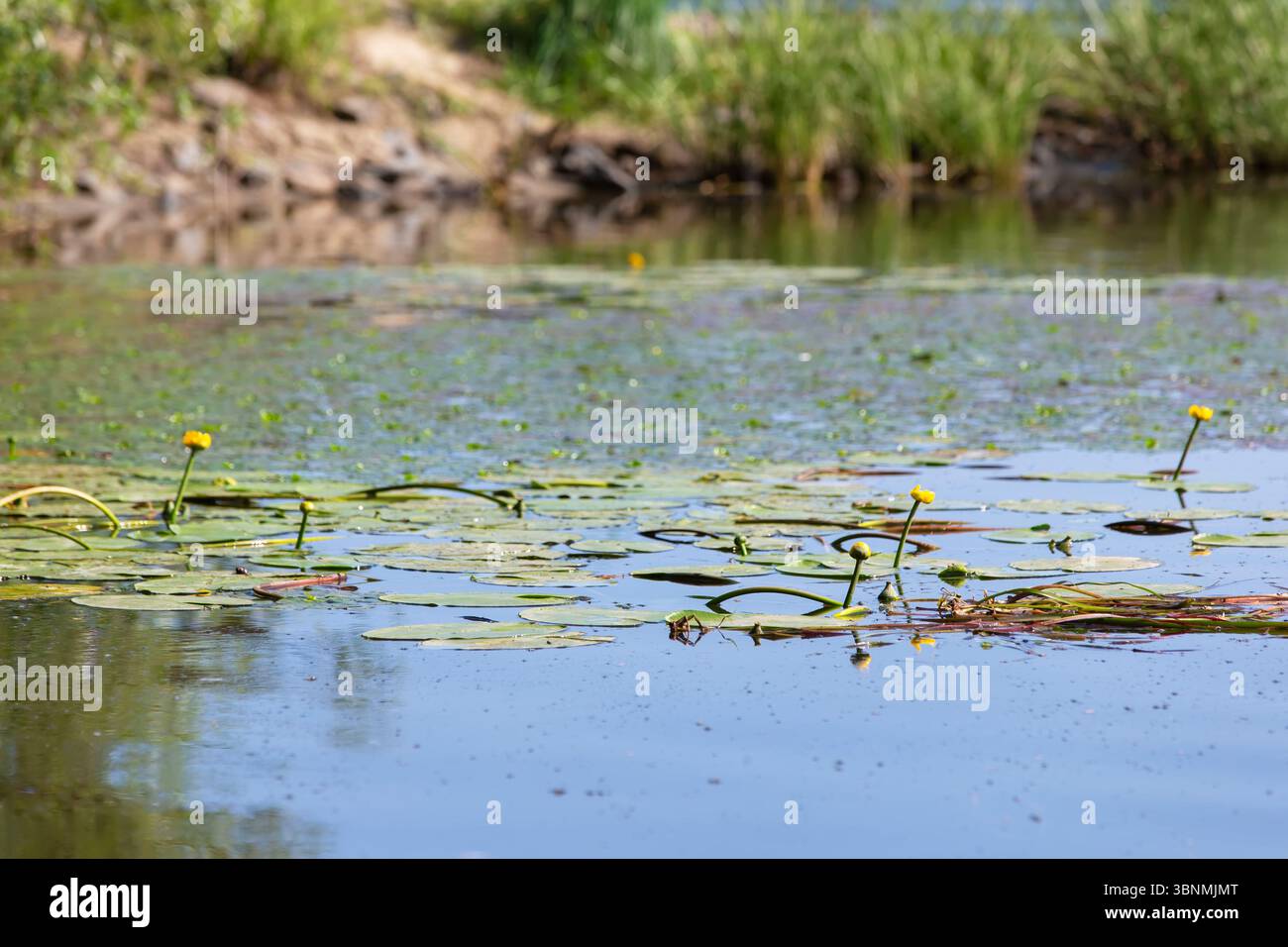 Nature background. Yellow water lilies in river water Stock Photo - Alamy