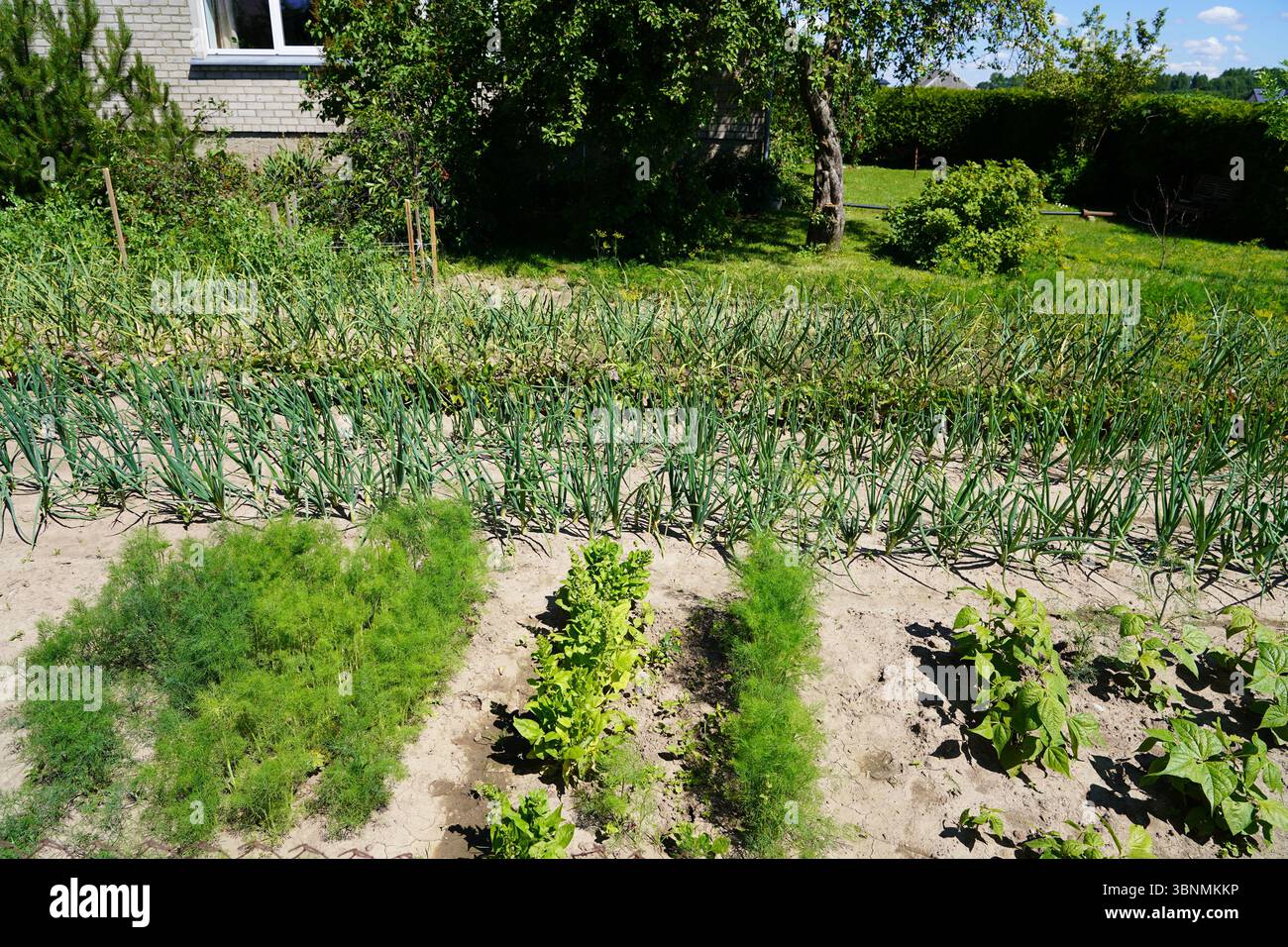 Summer garden in Lithuania Stock Photo