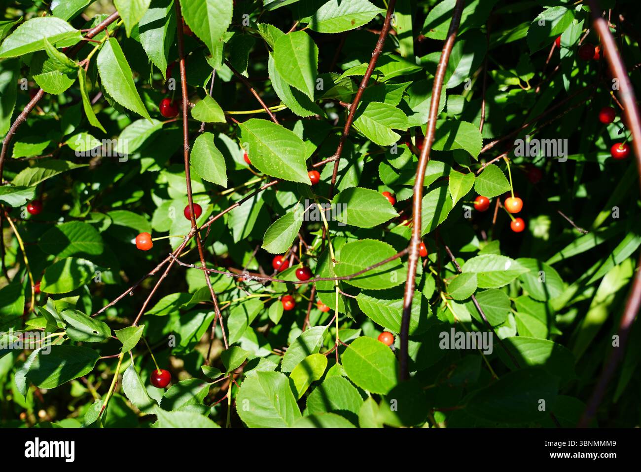 Cherrie tree Stock Photo