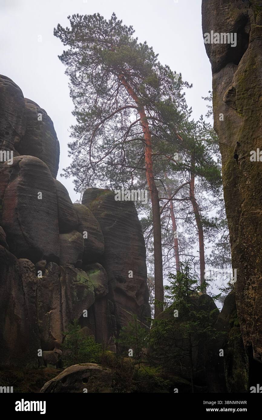 Massive trees hi-res stock photography and images - Alamy