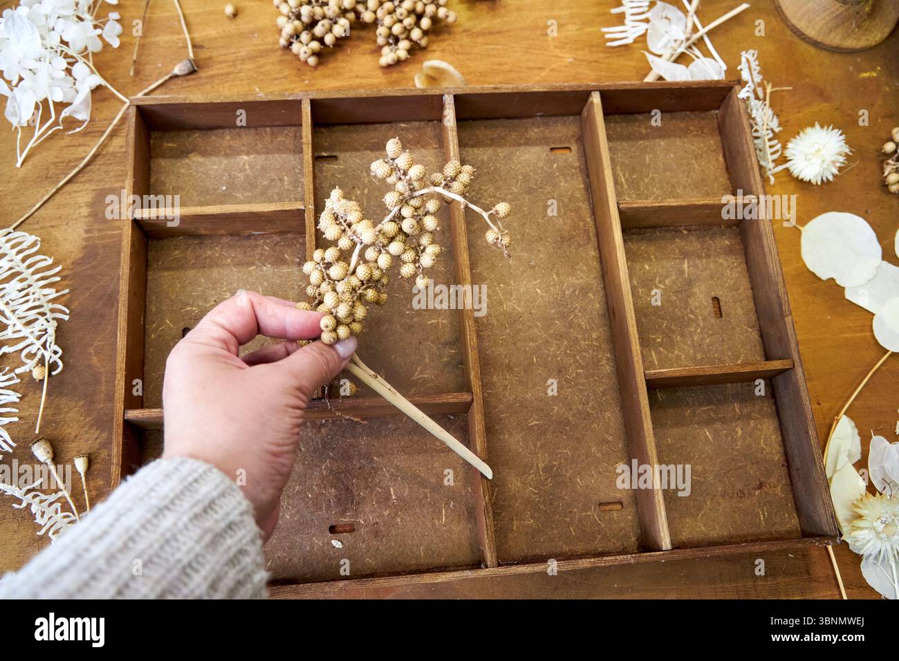 Hand placing dried botanicals into a rustic wooden organizer to create a nature-inspired collage. Craft materials and neutral-toned flowers add charm Stock Photo