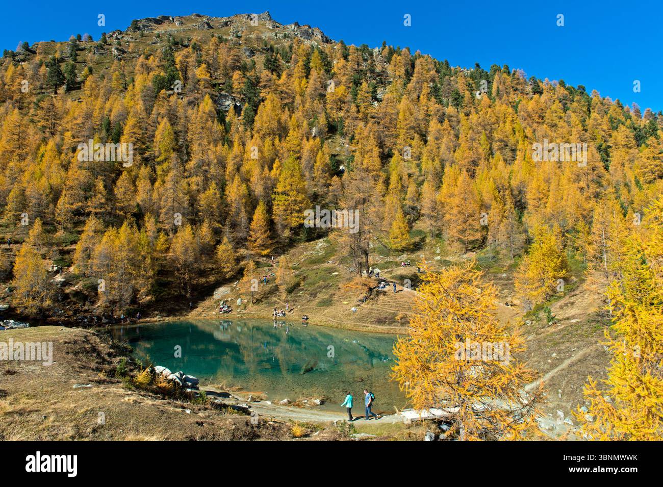 The blue lake, Lac Bleu d'Arolla, surrounded by a larch forest in bright autumn colors, Arolla, Val d'Herens, Ehringertal, Valais, Switzerland Stock Photo