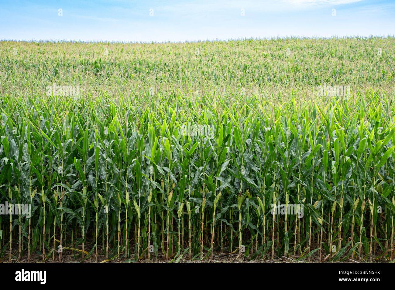 Rural farm agricultureal landscape with rows of corn Stock Photo - Alamy