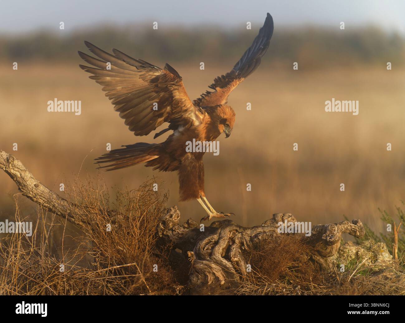 Young female marsh harrier (Circus aeruginosus) lands on a tree root in ...
