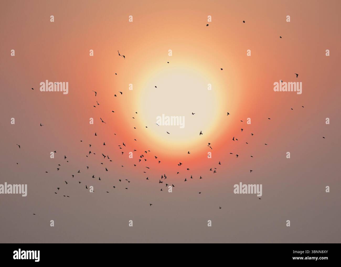 Winter sun with songbirds Stock Photo