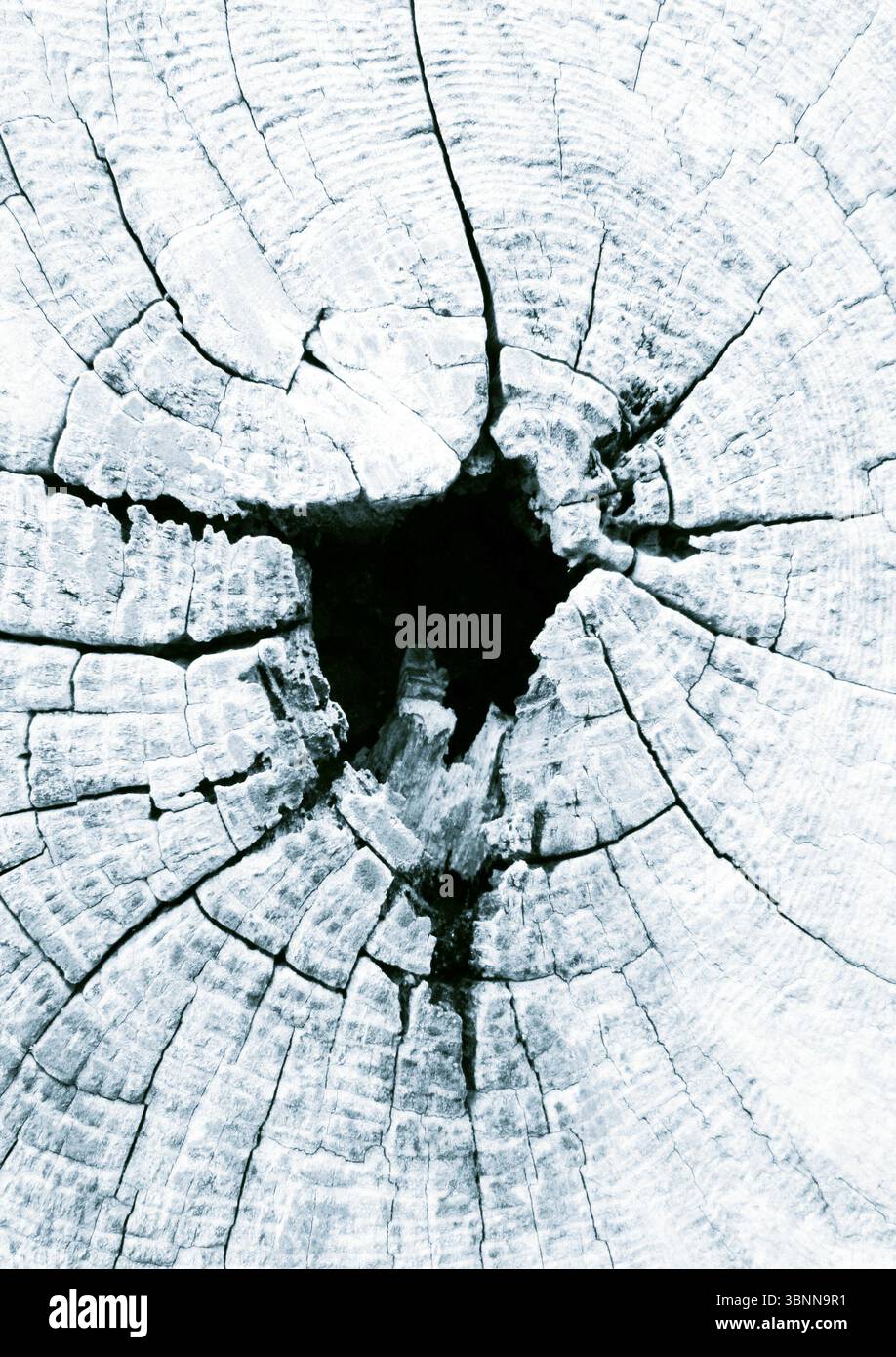 Tree cross-section with rotten center, end wood, annual rings, hole ...