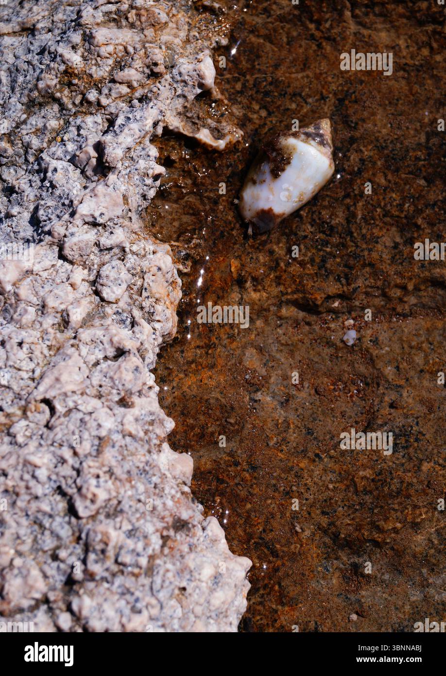 A crab in a snail shell with its stalk eyes pushed out, Crustacea, sea, coast Stock Photo