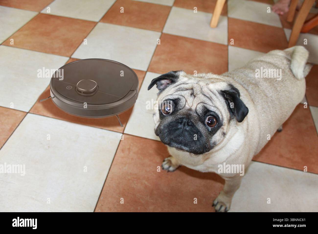 PUG dog in the kitchen near robot vacuum cleaner. Stock Photo