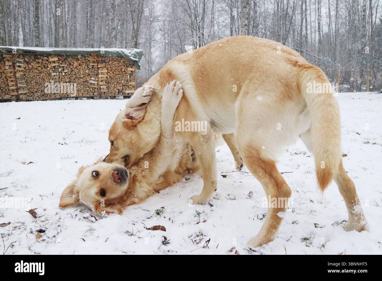 Dogs playing in the snow in winter. Stock Photo