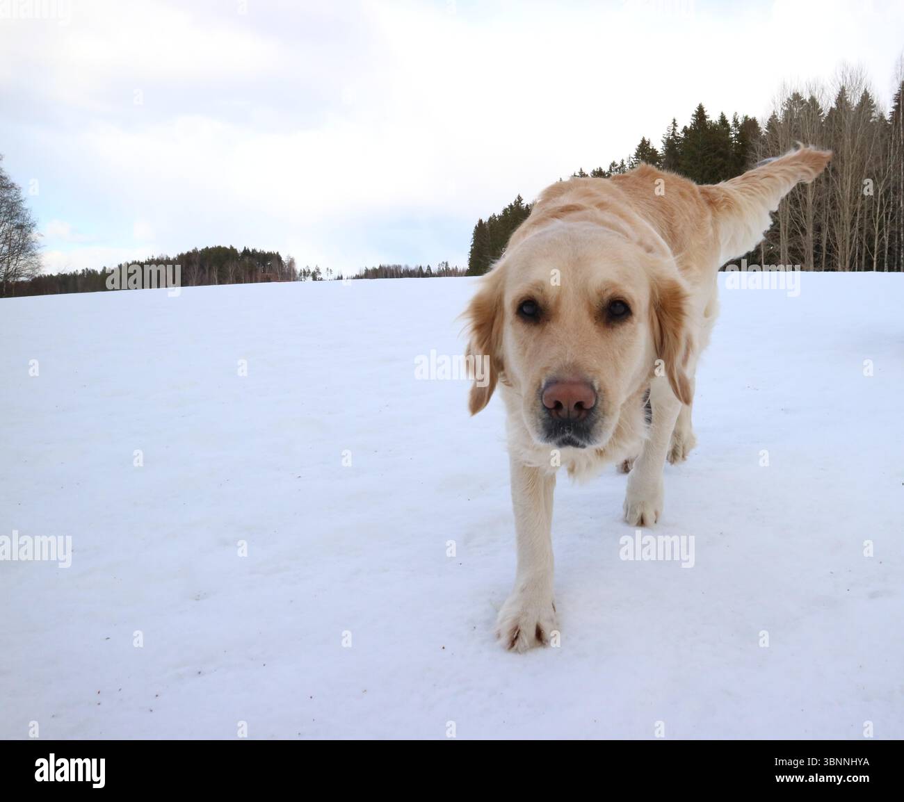 Wagging tail hi-res stock photography and images - Alamy, image size:1300x1154