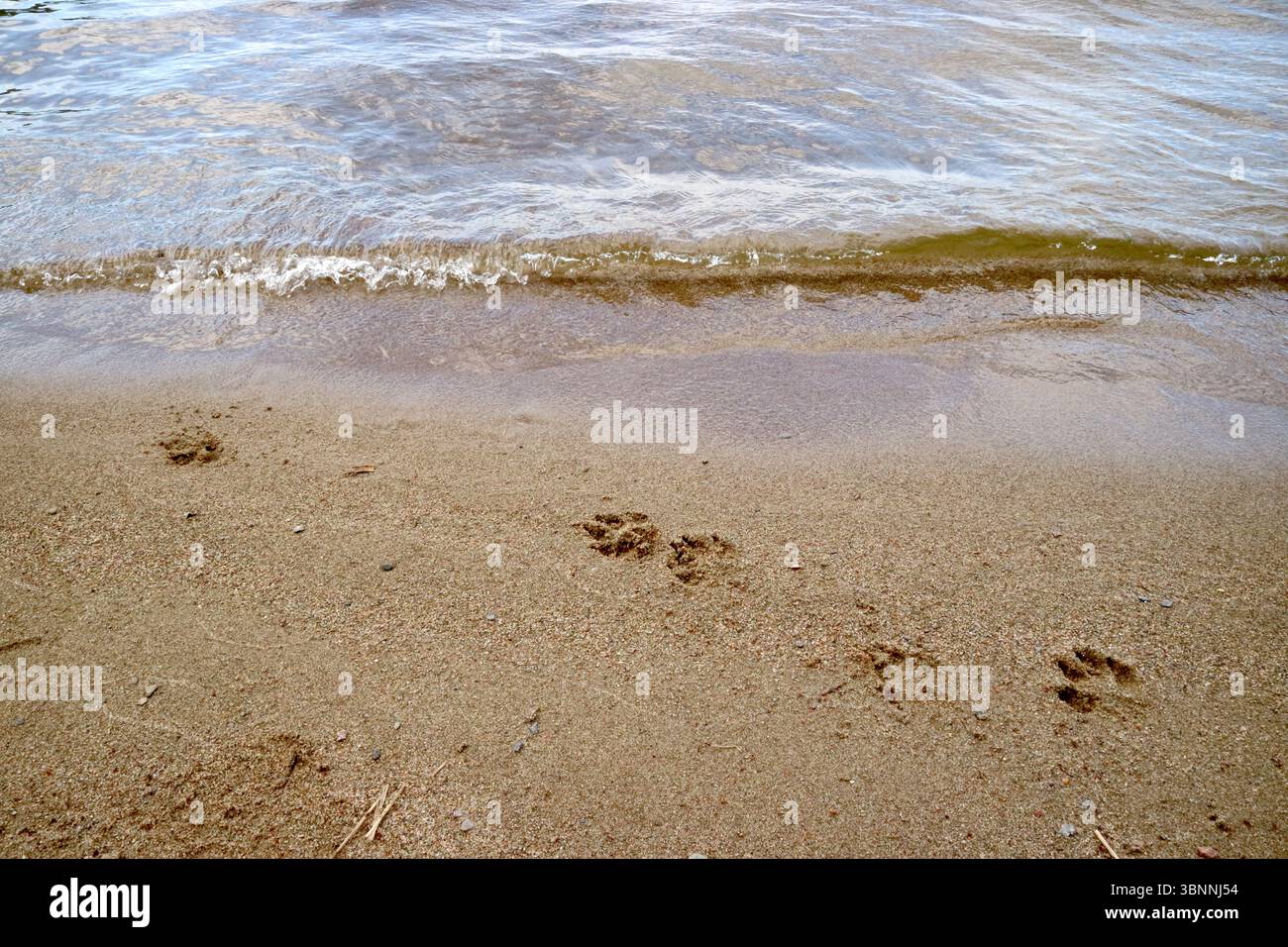 A dog walked here. Stock Photo