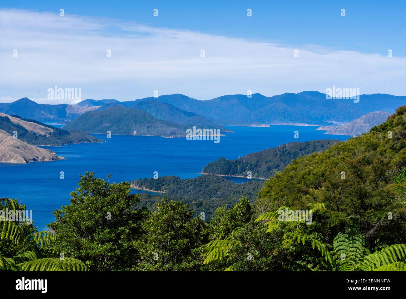 Nz tree fern on island hi-res stock photography and images - Alamy
