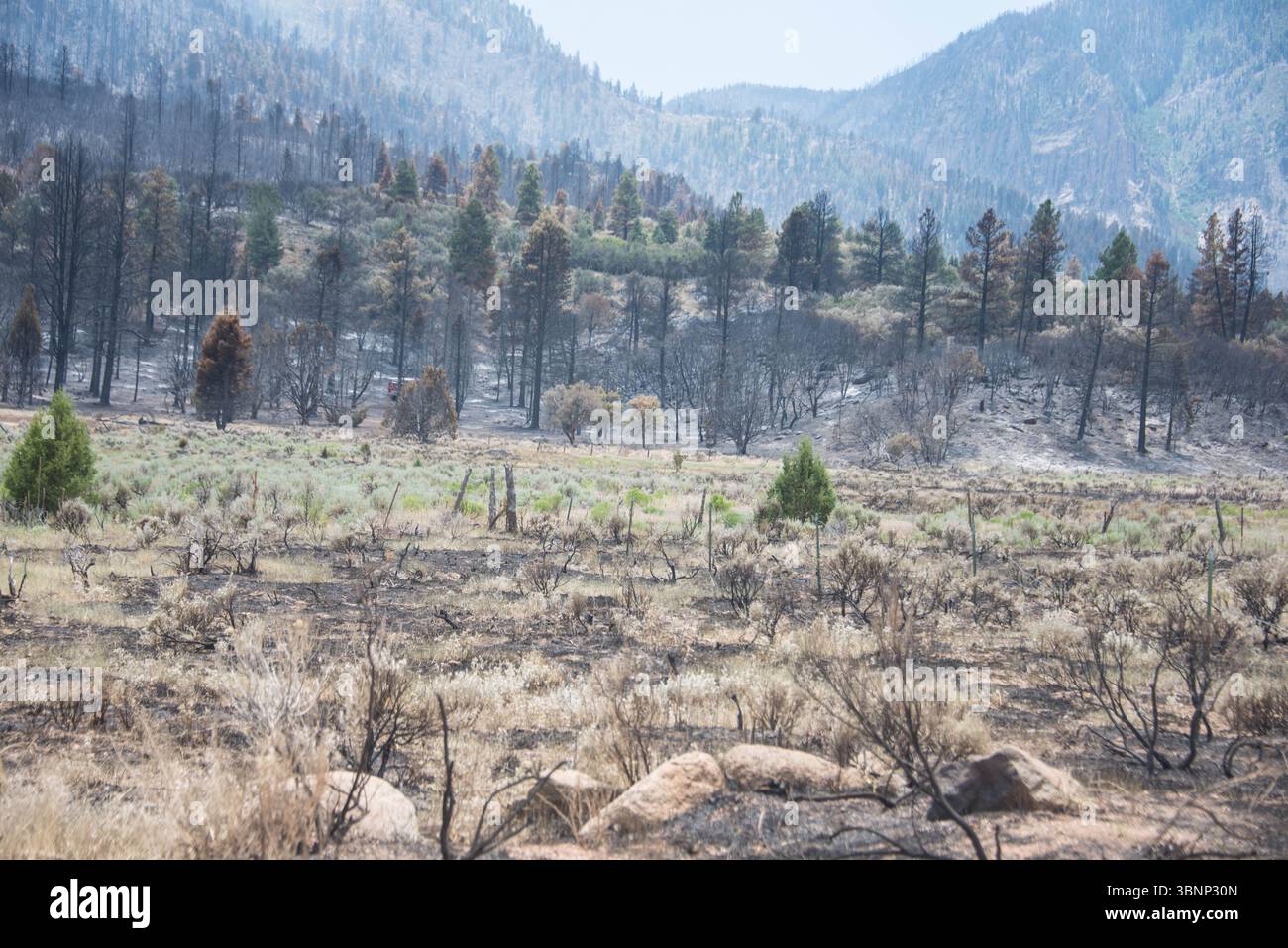 Devastation in the Pine Valley Mountains after a Wildfire blaze through the Forsythe trail coming down into Pine Valley, Utah Stock Photo