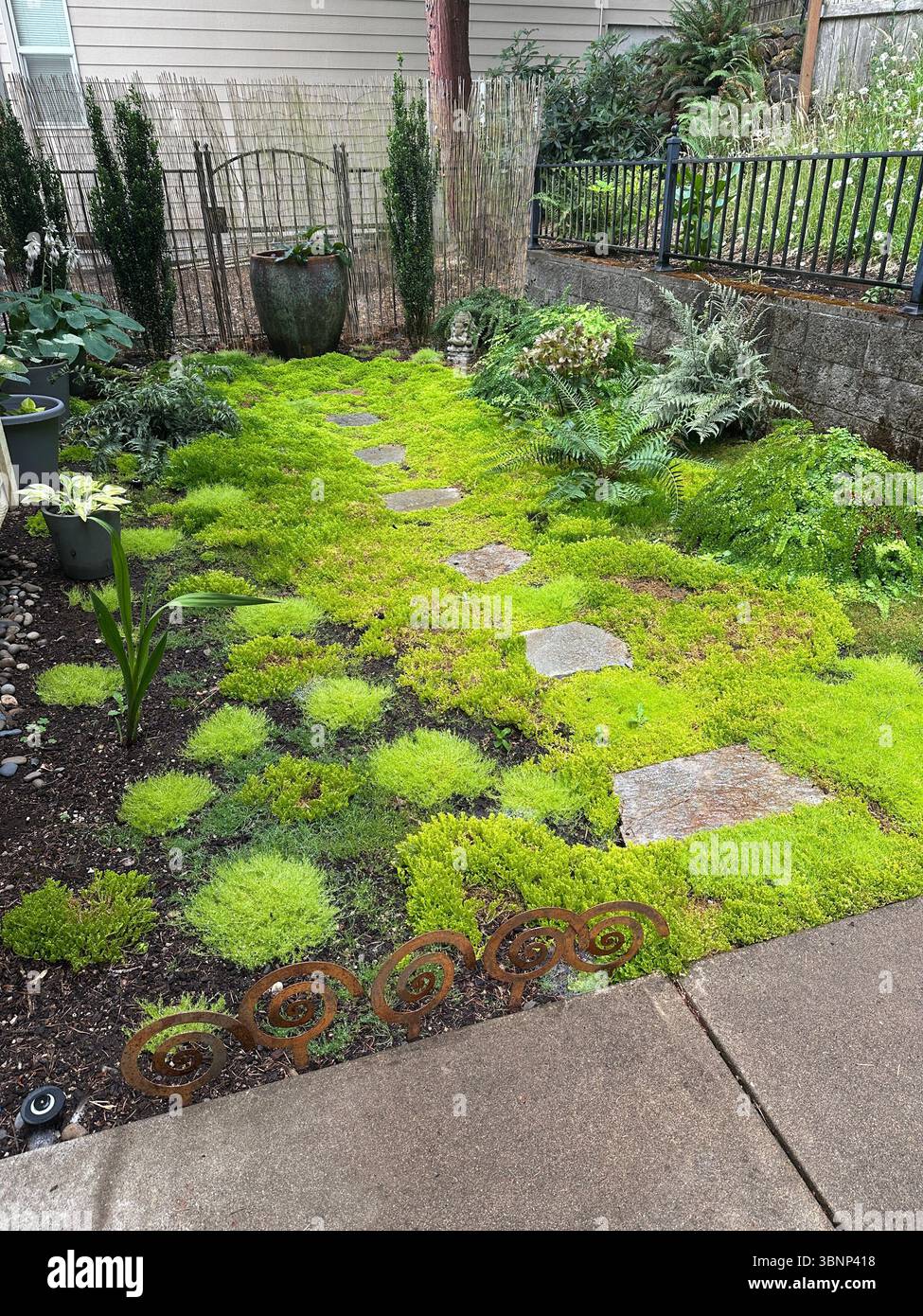 A shade garden with moss, ferns, hostas, and stepping stones, in the back yard of a home in Eugene, Oregon. Stock Photo