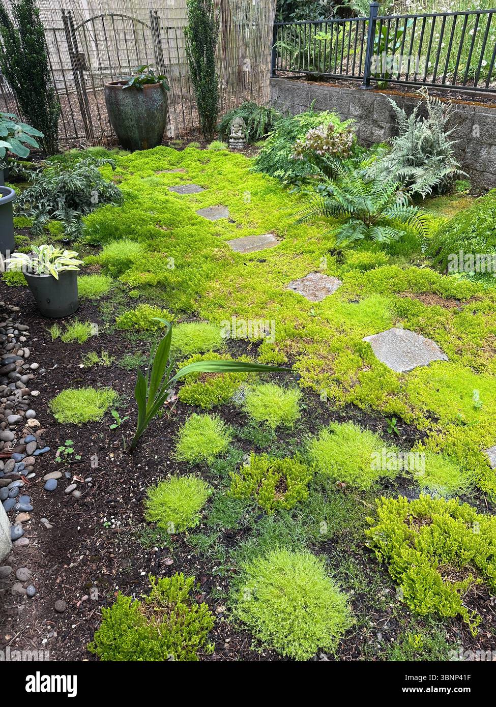 A shade garden with moss, ferns, hostas, and stepping stones, in the back yard of a home in Eugene, Oregon. Stock Photo