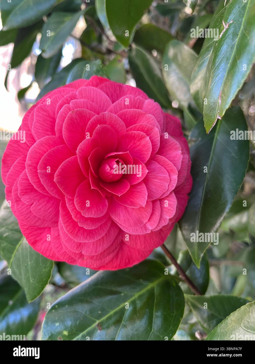 This beautiful rose in a rose garden in St Marys, GA  - felt I lucked out to have her be smiling back at me. - Smartphone Captured Stock Image