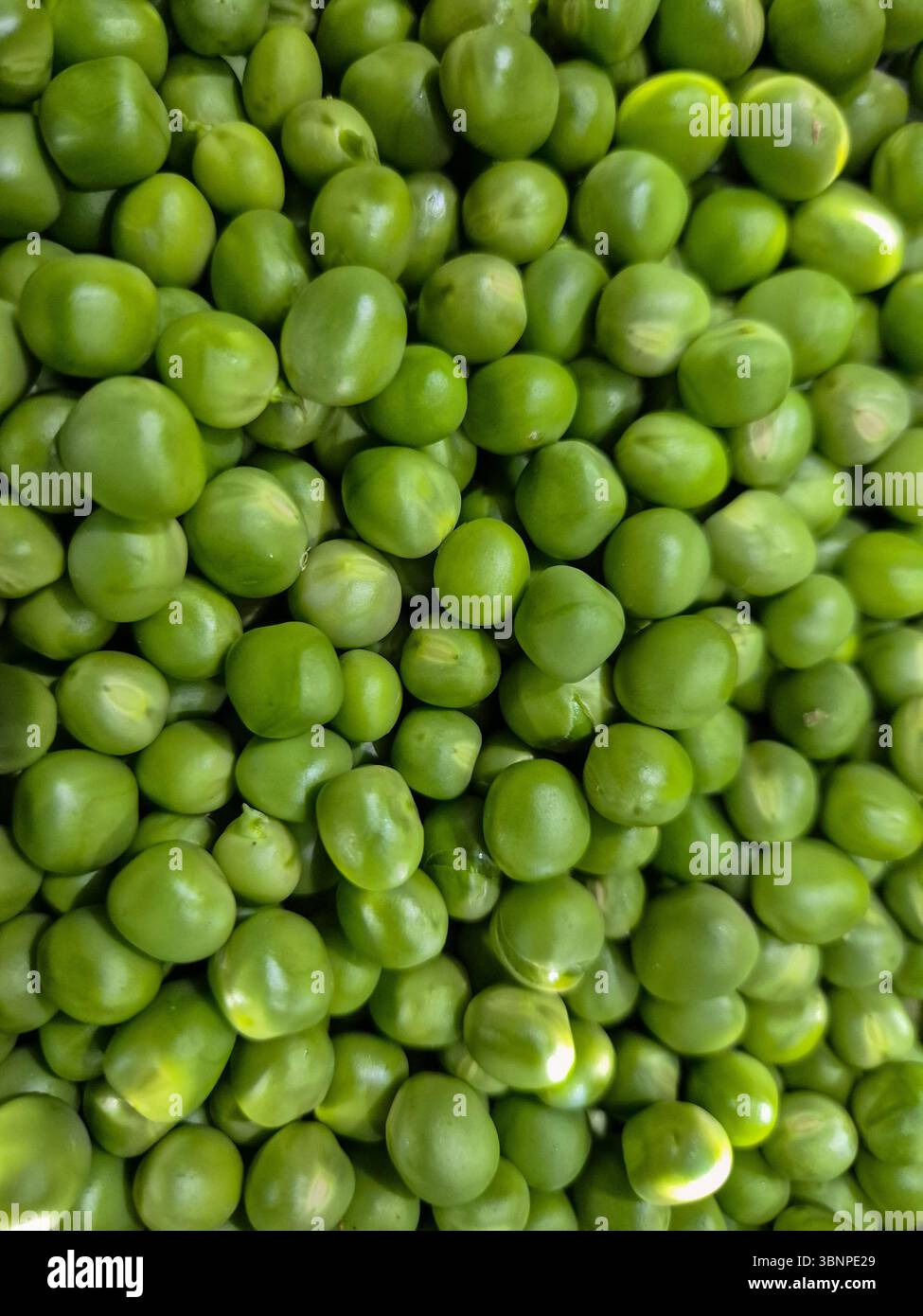 A close-up view of freshly picked Green Peas. Stock Photo