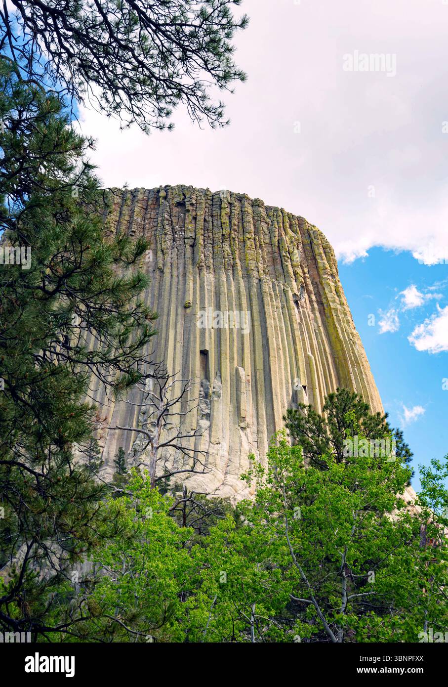 Basalt columns rise sharply from pine-dotted slopes at Devils Tower in ...