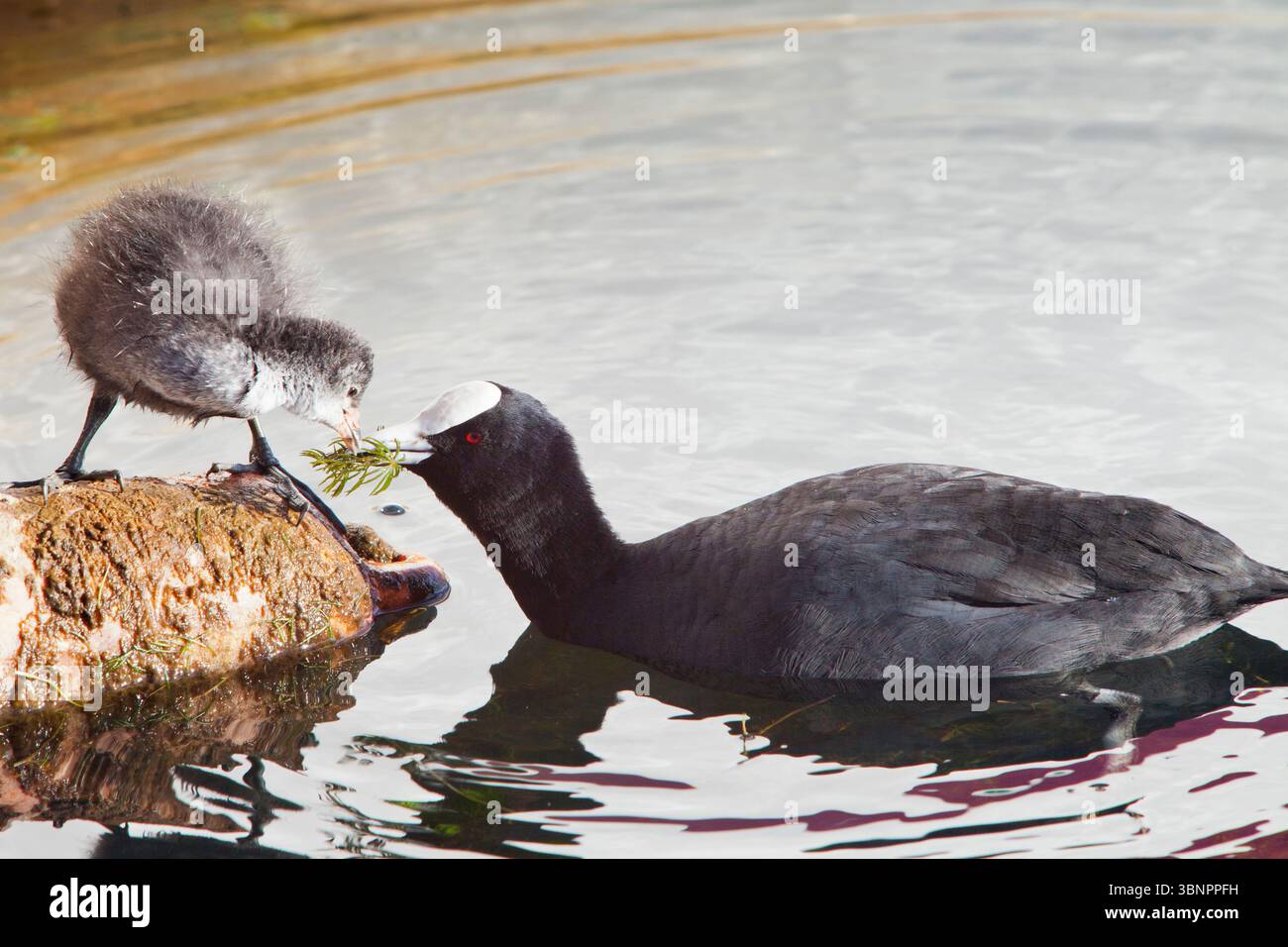 Australian Coot, - Fulica atra -, North Island, New Zealand Stock Photo
