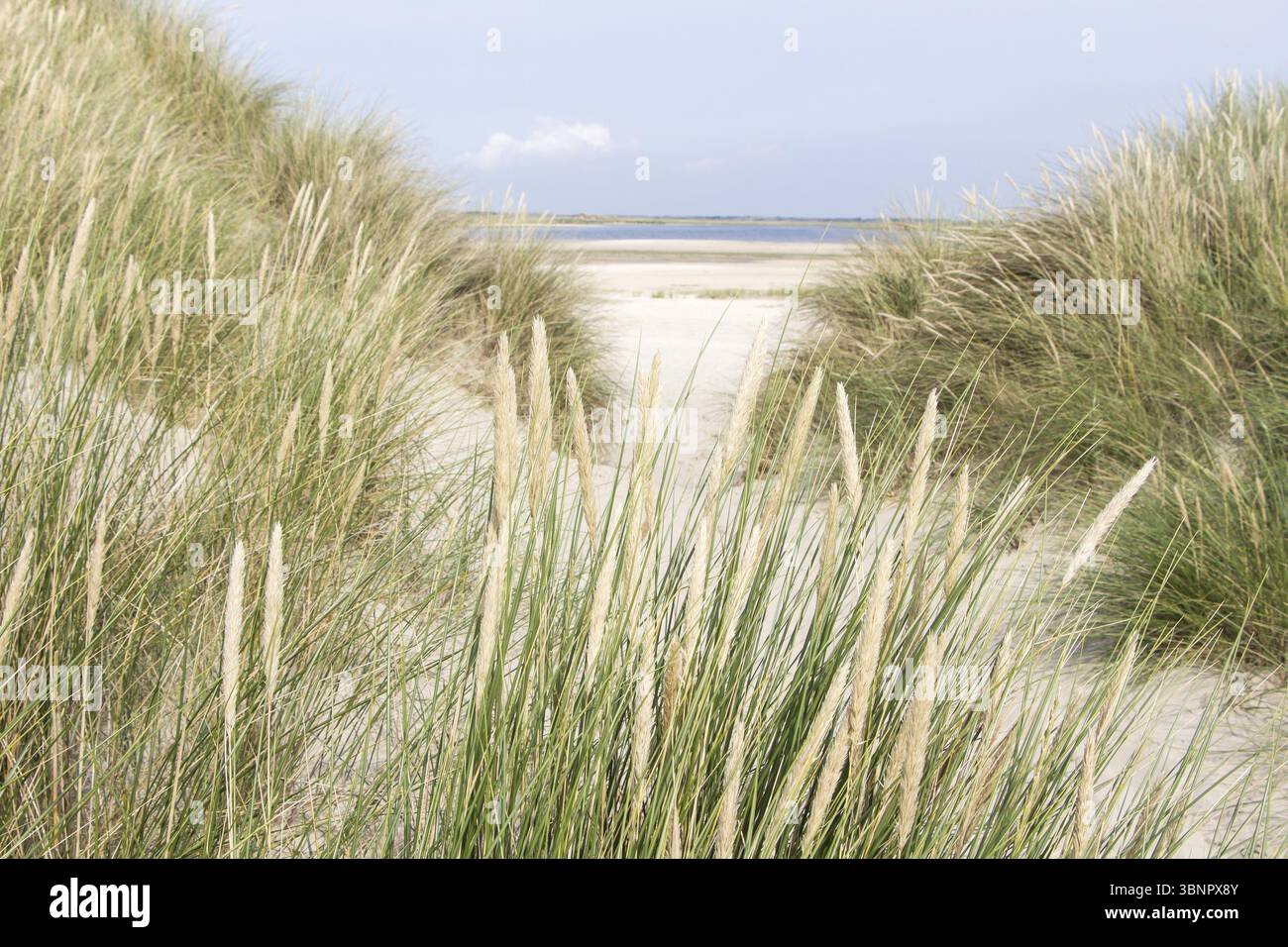 Landscape with sand dunes at wadden islands in the Netherlands Stock ...