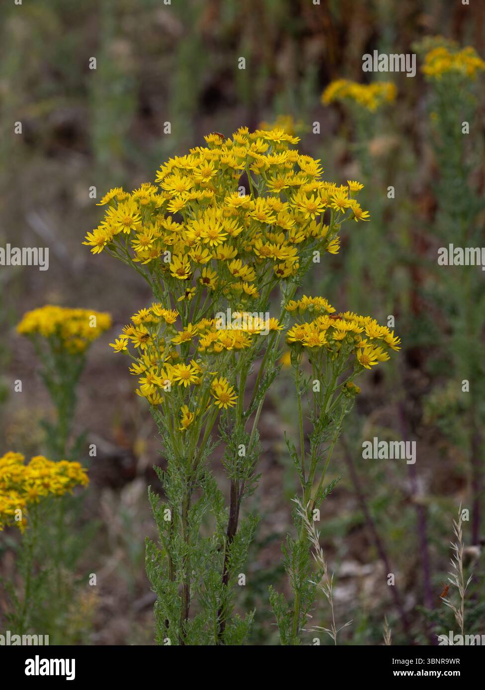 Local Nature Reserve, Stratford-upon-Avon. Common Ragwort (Jacobaea ...