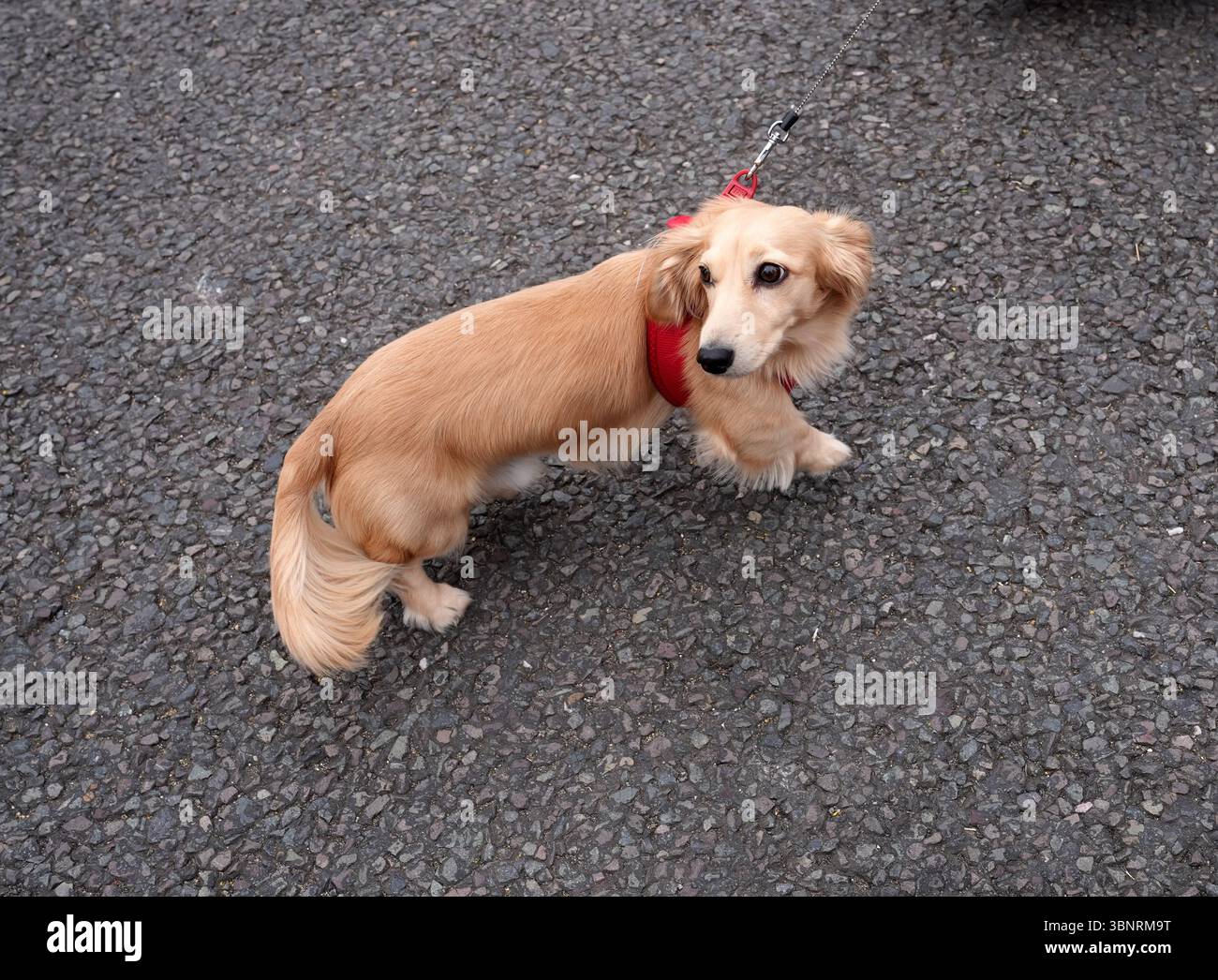Dog leo hi-res stock photography and images - Page 2 - Alamy
