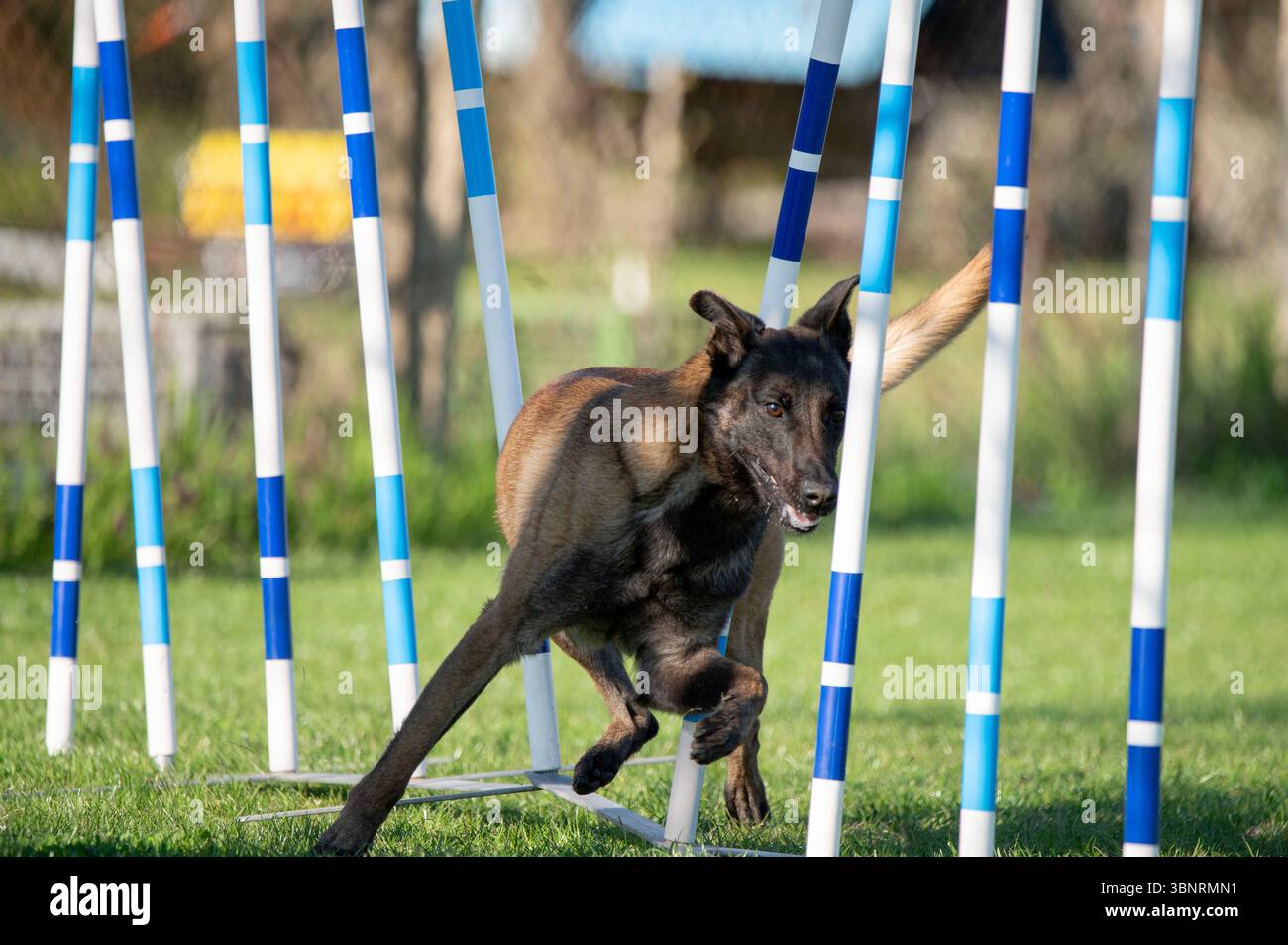 Belgian shepherd. Dog racing in agility Stock Photo - Alamy