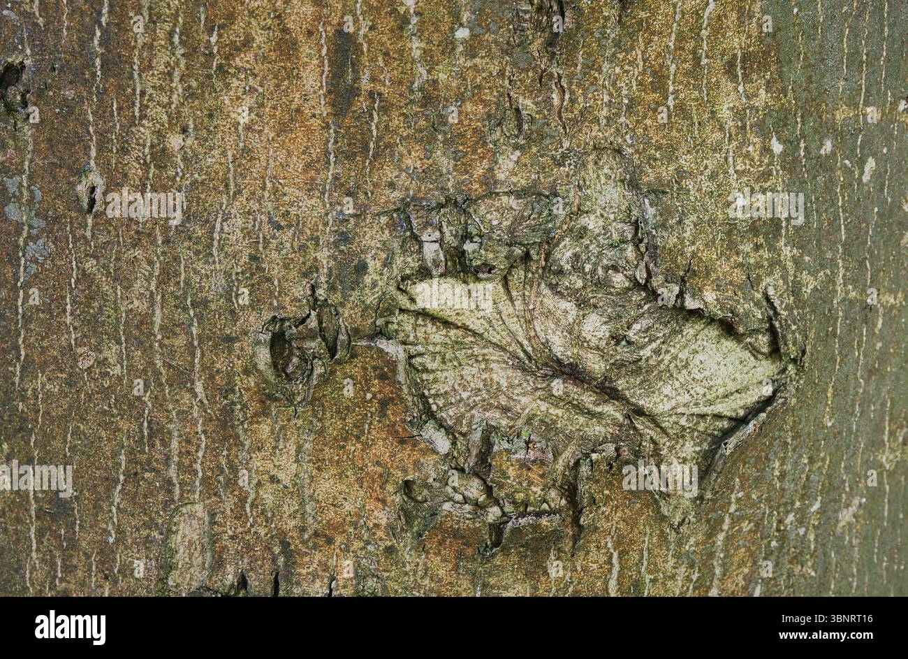 The voice of the tree. Textured tree bark with what appears to be the mouth of a body emerging from its trunk. Stock Photo