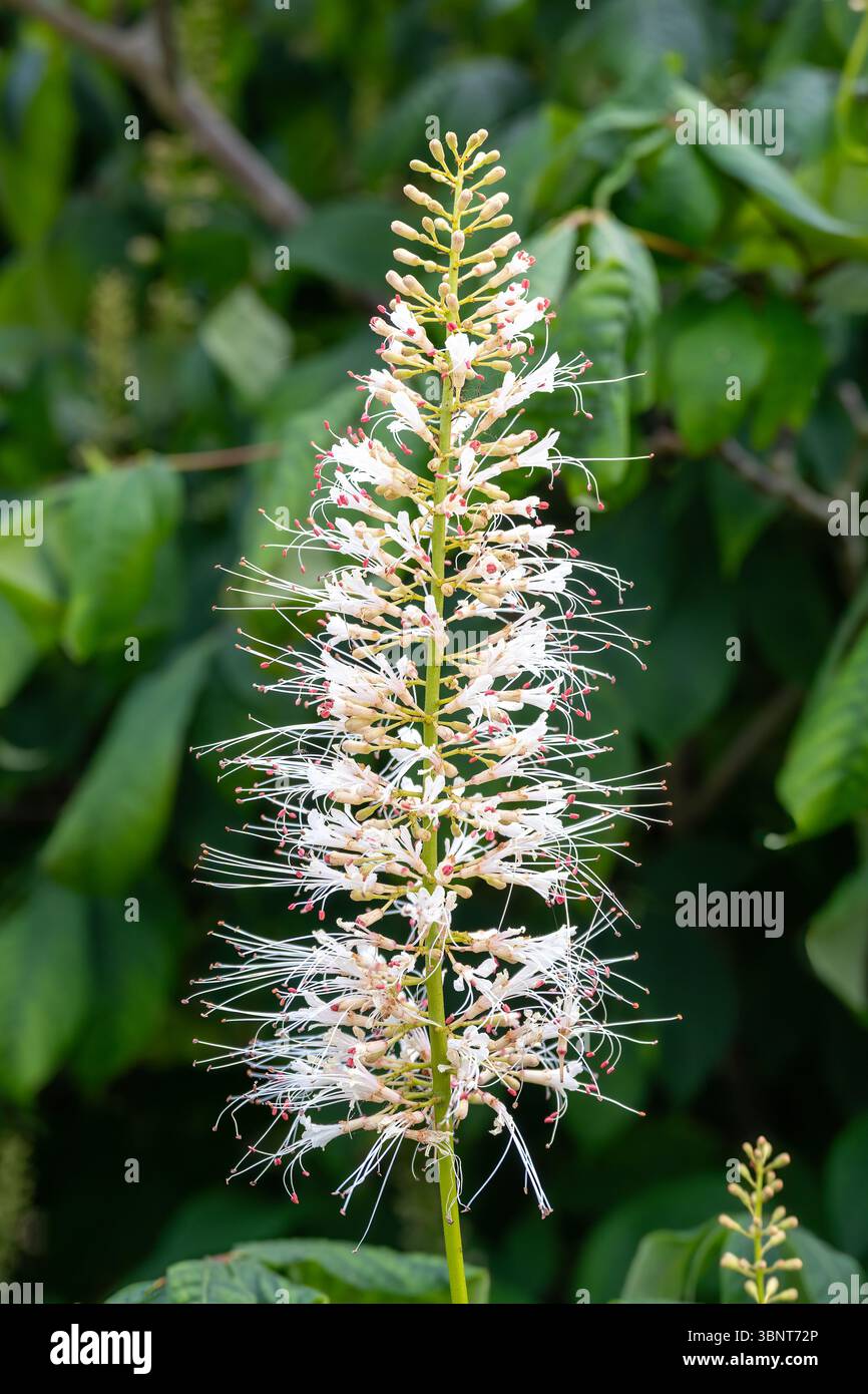 Aesculus parviflora, Bottlebrush Buckeye Stock Photo