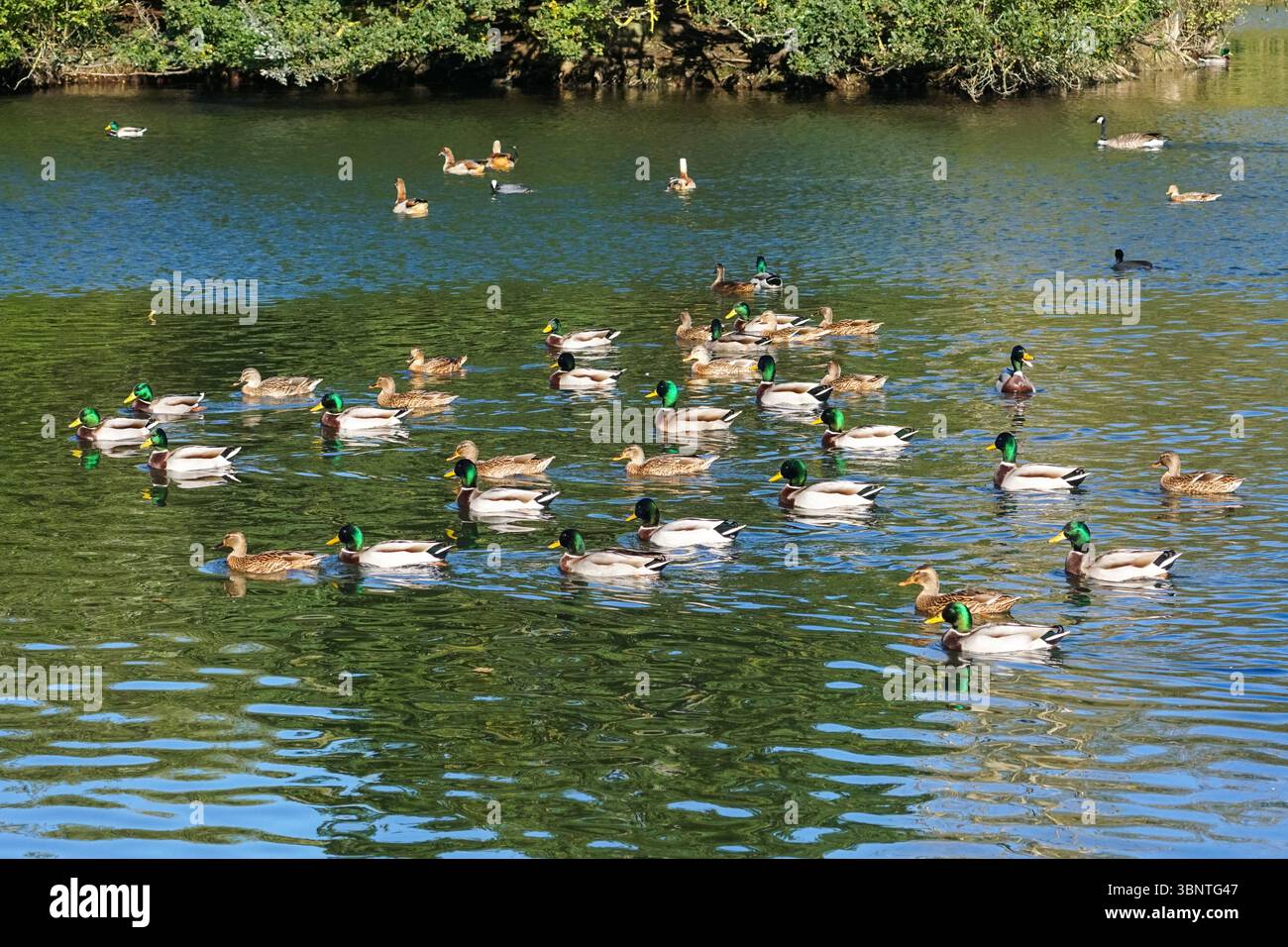 Mallards swimming on a lake Stock Photo