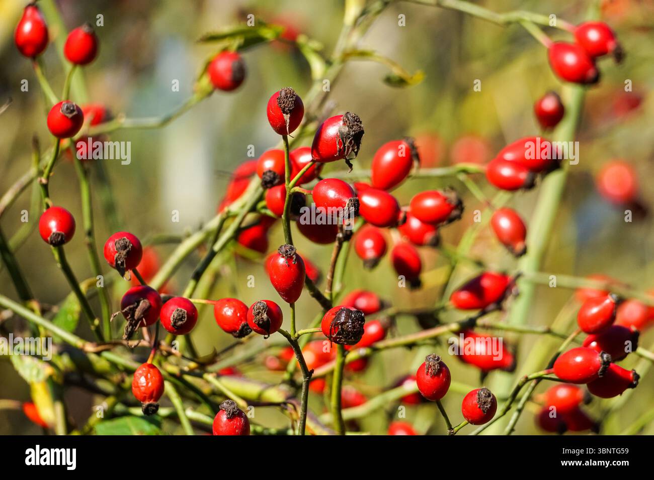 Red rose hips berries on a dog rose shrub, Rosa canina, Essex UK Stock Photo