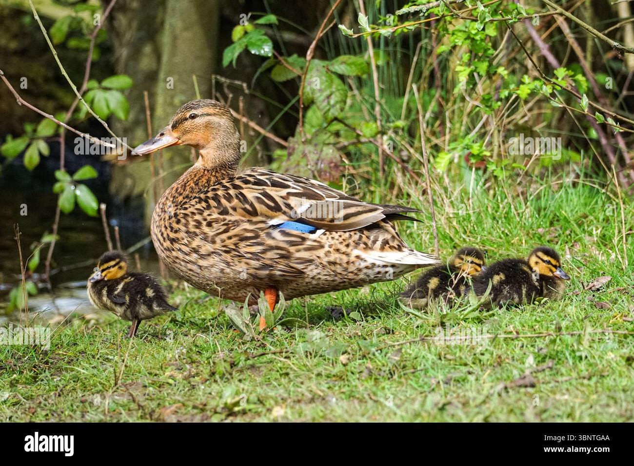 Female mallard duck with young ducklings Stock Photo