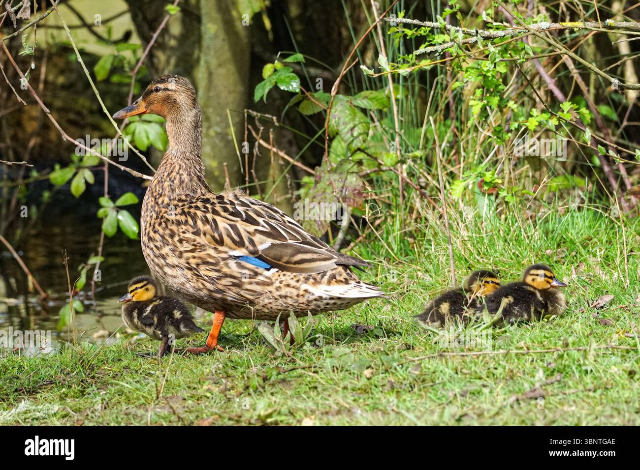 Female mallard duck with young ducklings Stock Photo