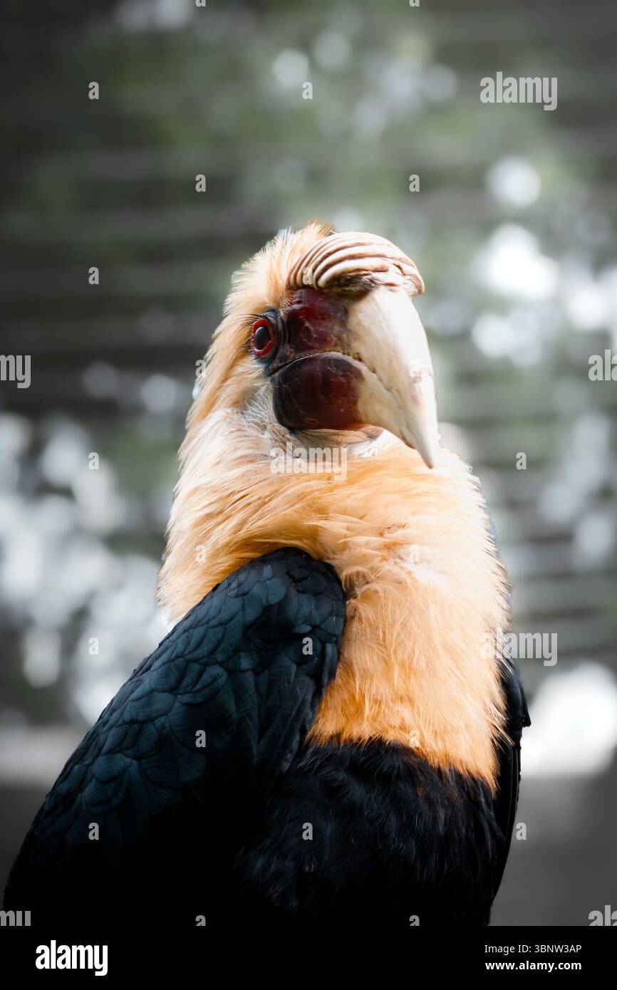 Papuan Hornbill Portrait. A male perched high up. Close up. - Smartphone Captured Stock Image