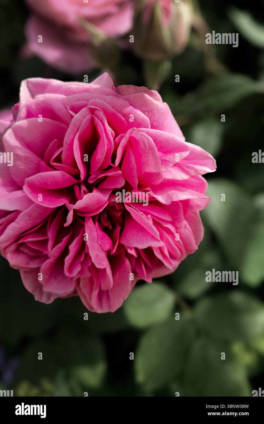 Rosa 'Charles de Mills' flower. A macro shot of a beautiful, vibrant flower in full bloom. - Smartphone Captured Stock Image