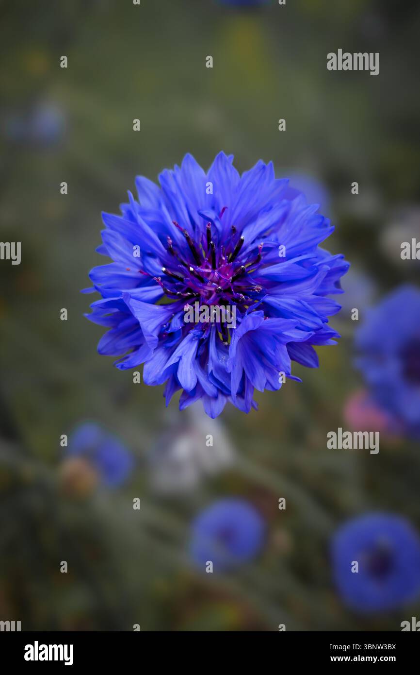 Blue cornflower. Macro photography. Purple center. - Smartphone Captured Stock Image