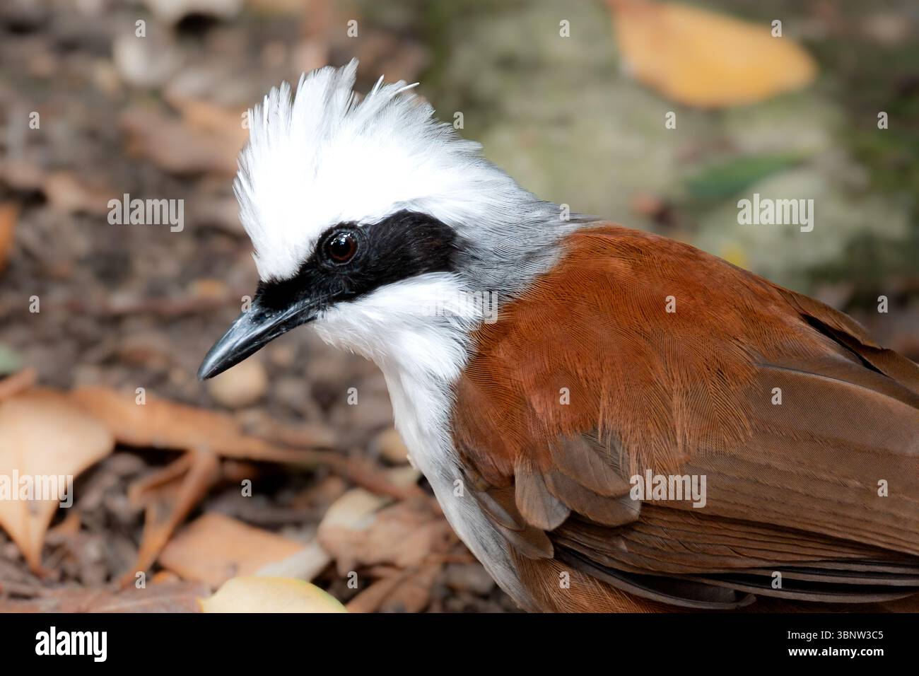 White-crested Laughingthrush Portrait. Close-up. The bird's plumage is bright and vivid. - Smartphone Captured Stock Image