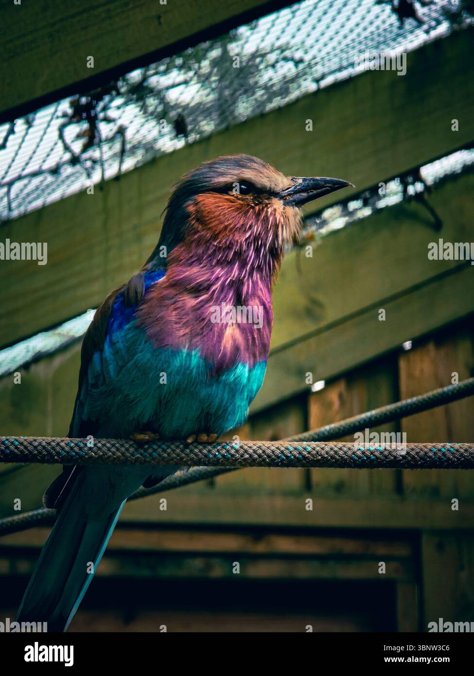 Lilac-breasted Roller Portrait.  A bright and colourful bird perched on a rope. Close-up. - Smartphone Captured Stock Image