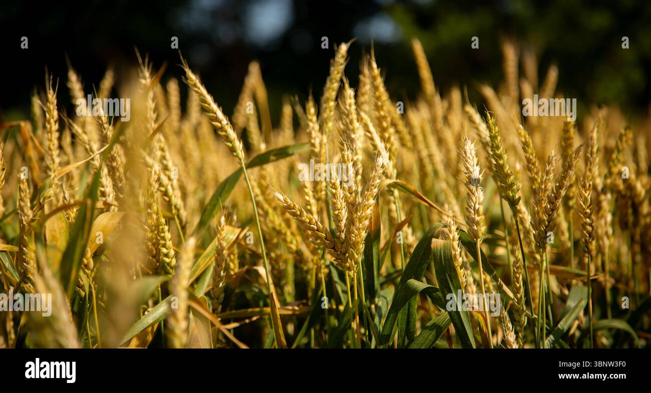 Wheat field, Ears of golden wheat close up. Beautiful Nature Landscape ...