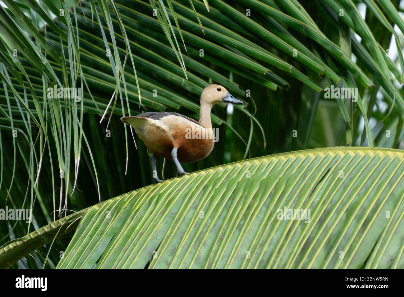 Duck Perched on a Palm Tree in a Natural Setting Stock Photo