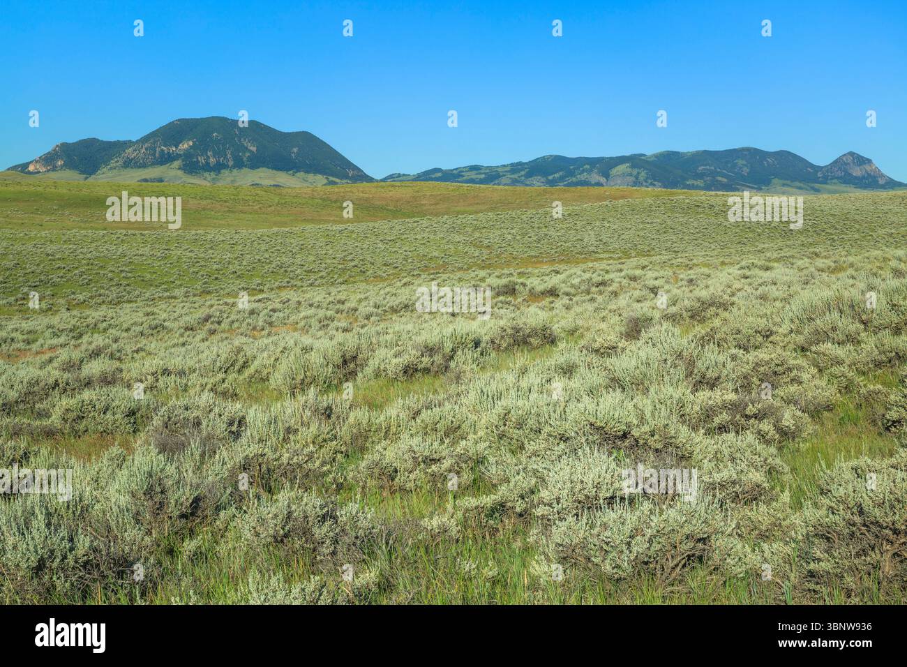 sagebrush prairie below black butte and the judith mountains near roy, montana Stock Photo