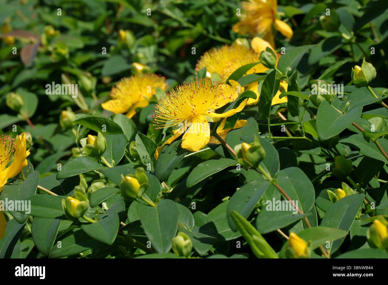 Close-up of Hypericum 'Hidcote' Stock Photo