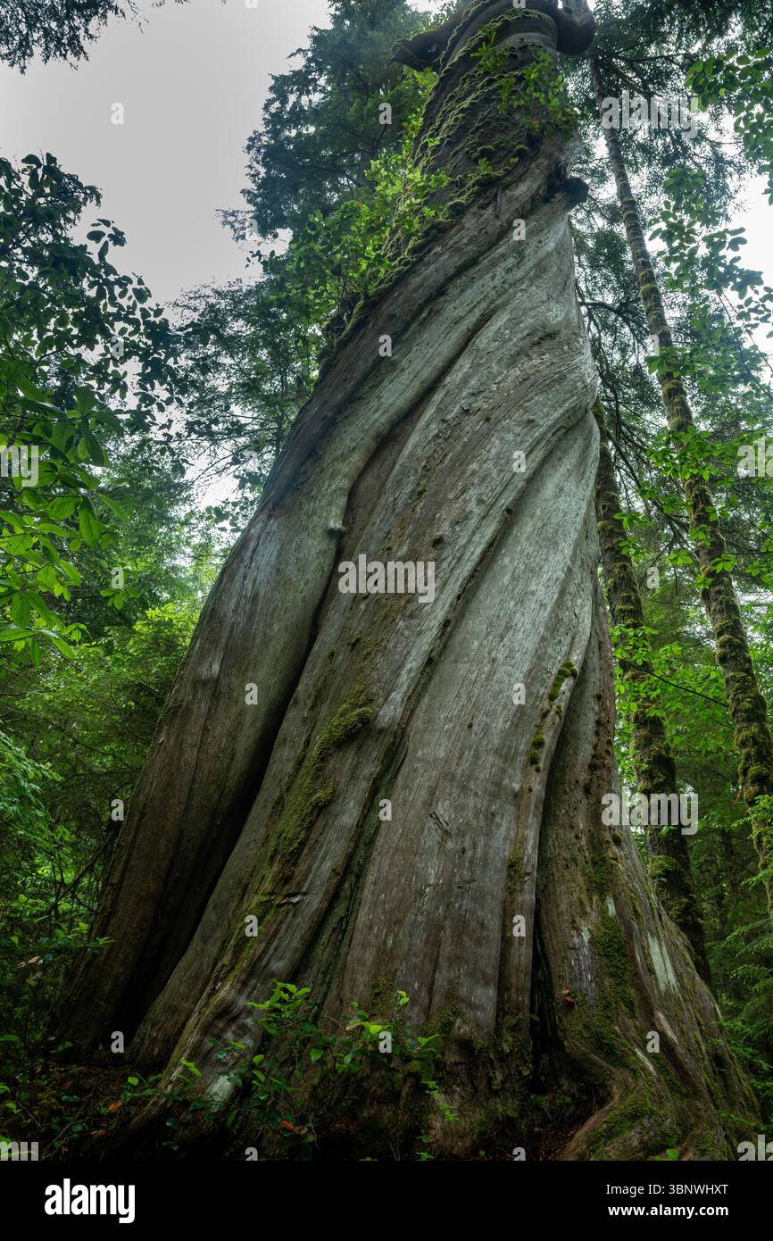 WA28498-00 - WASHINGTON - Old, barkless, tree which grew twisted from ...