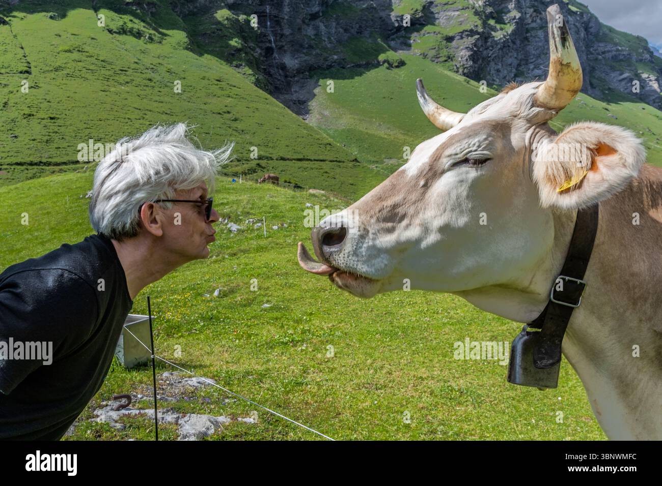 Man meets cow – on the way to the Hobielalm, 1,700 metres above sea level, Engelberg. A human makes a kissing mouth to a cow sticking out its tongue in a playful interaction on an alpine meadow at the Hobiel-Alp, Uri, Switzerland, near Engelberg Stock Photo