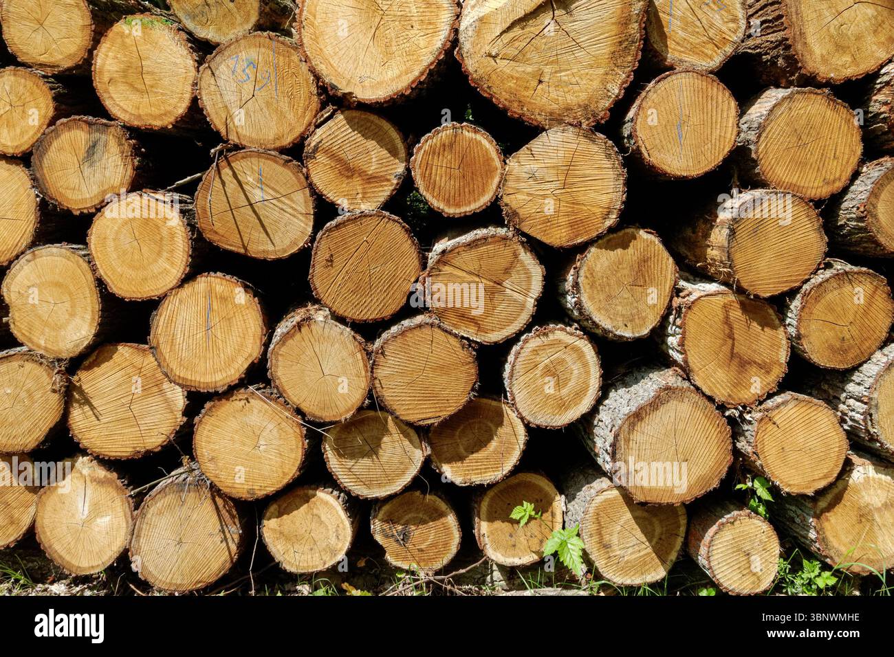 Cut pine logs stacked in the forest Stock Photo